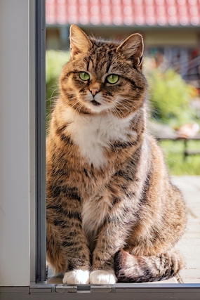 肥胖呆萌欧洲短毛猫摄影图片